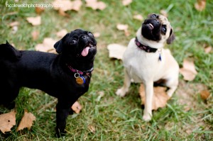 engagement-pet-2
