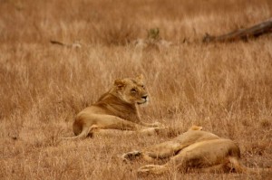 lions-kenya