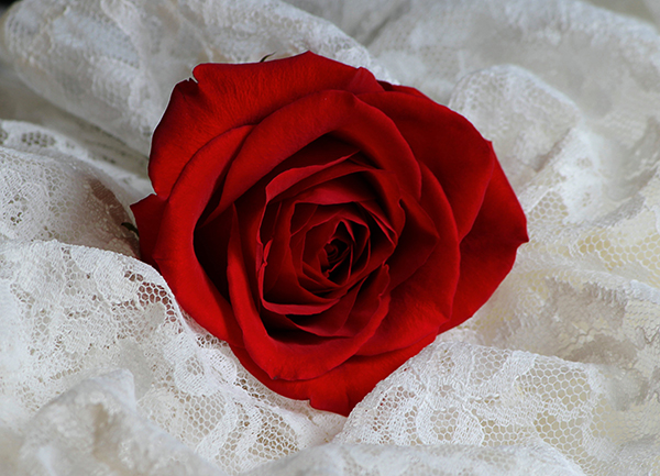 red rose petals bed romantic valentine's day