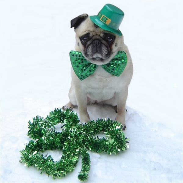 marriage proposal pet saint patrick s day