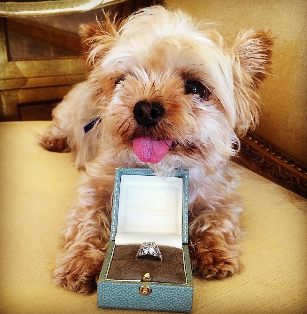 dog proposing cute