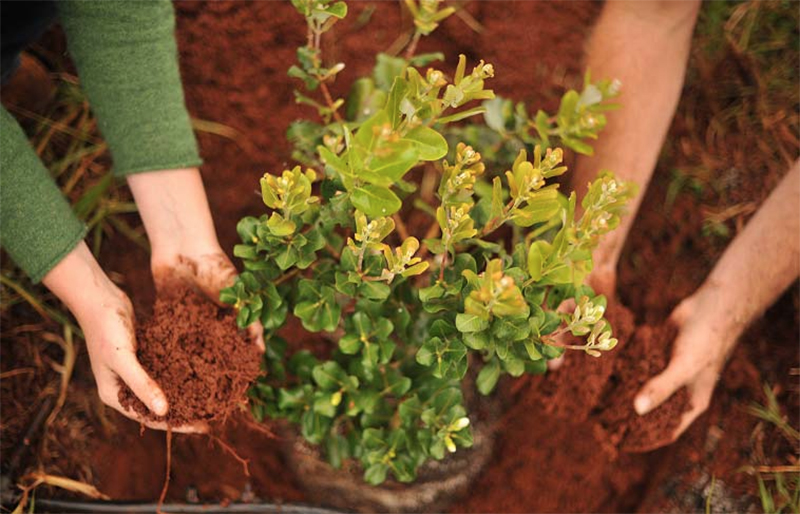 couple plant a tree proposal