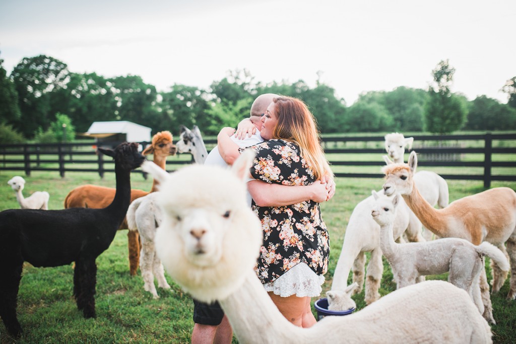 alpaca farm proposal llama