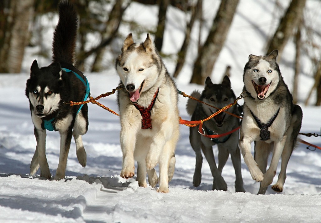 winter-sport-proposal