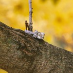 Three GOOD places to hide the ring