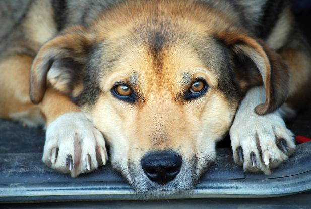 4 Tips to Work Your Dog Into Your Relationship 