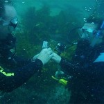 An Amazing Underwater Proposal