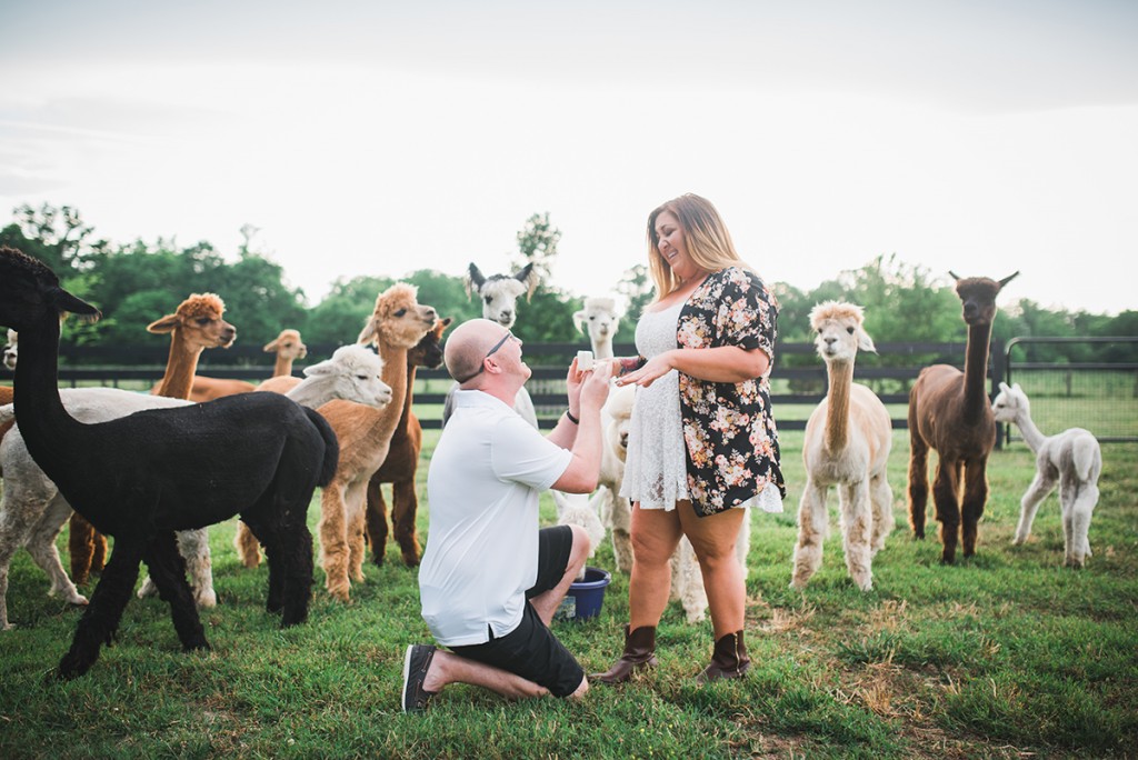 Cute Alpaca Farm Proposal - Bethany and Kevin